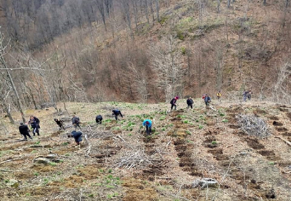 Peste De Puie I Au Fost Planta I N Zona Berzasca Din Cara Severin