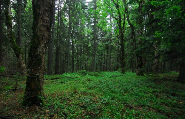 carpet Unavoidable hiking Politică de stat în Munţii Ţarcu? 85% din pădurile virgine trebuie să uităm  că sunt virgine!
