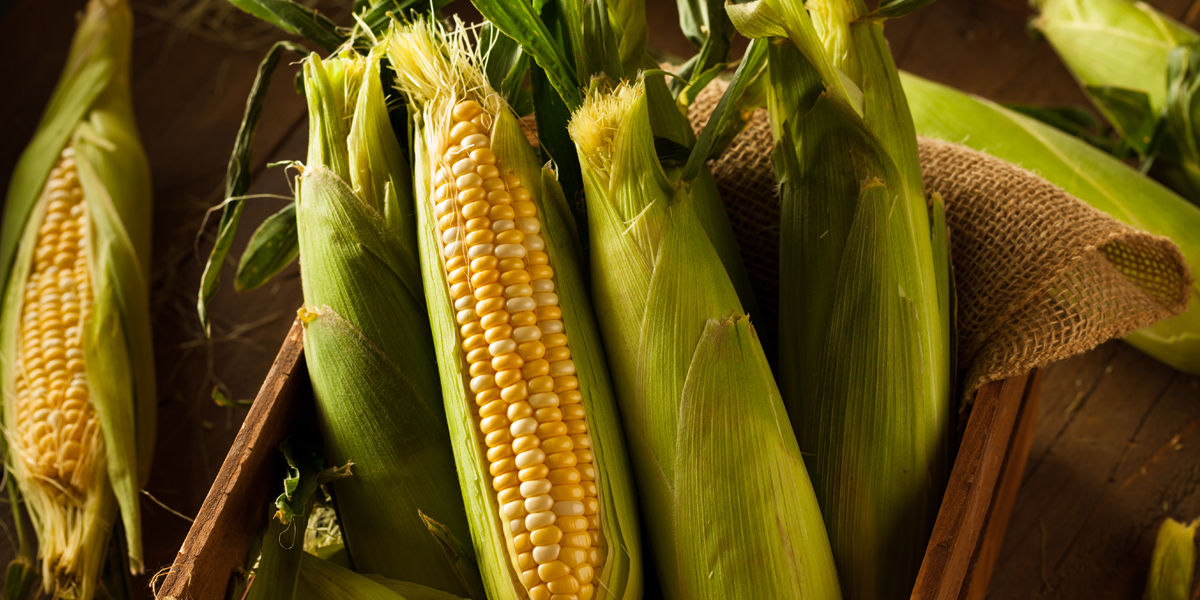 Ca pe vremuri! Culturile de porumb și grâu, preferate de agricultorii