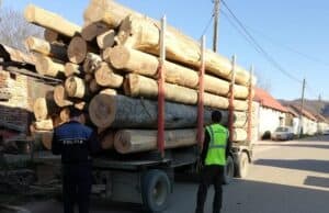 Material lemnos încărcat în camion pentru export
