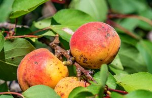 ripe fruits on a wild apricot tree