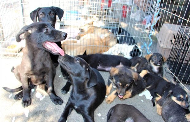 dogs center targ adoptii (4)