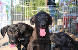 dogs center targ adoptii (5)