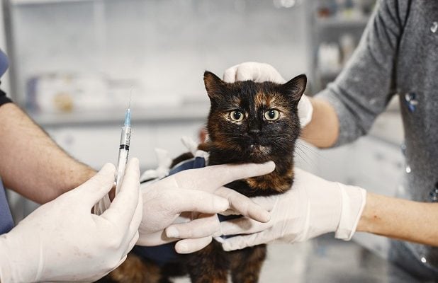 vet gives an injection of pussy after surgery