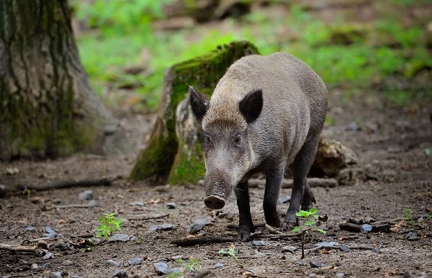 wild boar piglet young wild boar runs by the wood