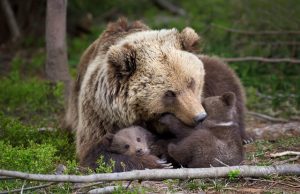 brown bear with cub in forest