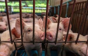 young pigs in hog farms, pig industry