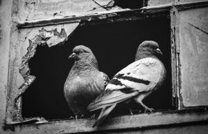 two pigeons sitting together in a broken window.