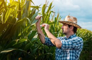 corn farmer examining crops in field