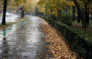 frunze pe strada din timisoara