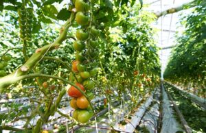 tomatoes in hothouse
