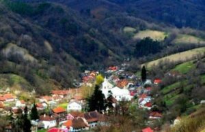 dognecea
