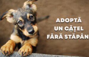 poster adopta un catel