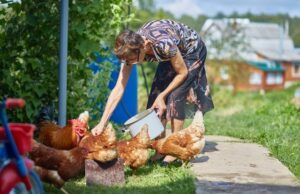thin poor woman feeds chickens the outlines of a 2022 03 07 03 18 53 utc