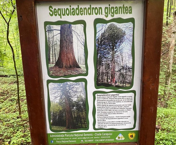 sequoia gigantea