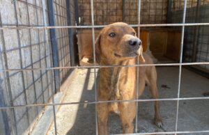 Câinii fără stăpân din Timișoara nu vor fi eutanasiați.