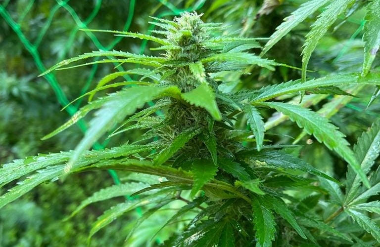 cultra cannabis 6