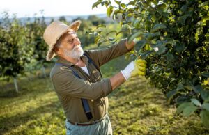 senior man in the apple orchard