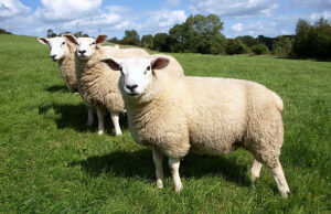 woolly sheep in a green field on a sunny summer day