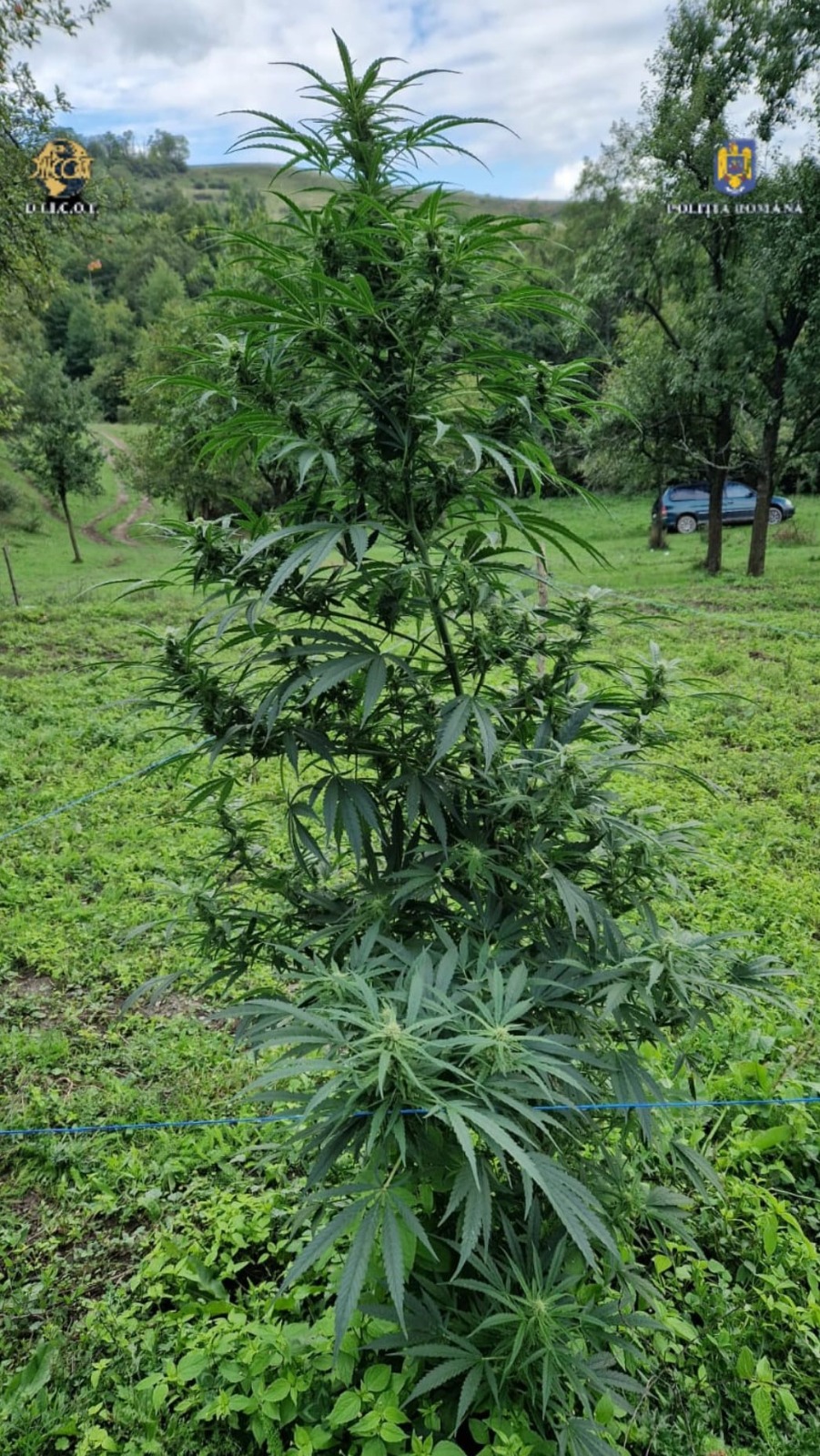 plantatie cannabis domasnea