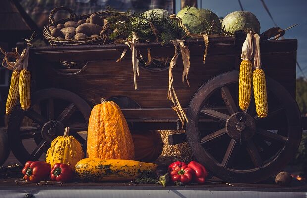 autumn harvest. cart full with freshly picked vegetables