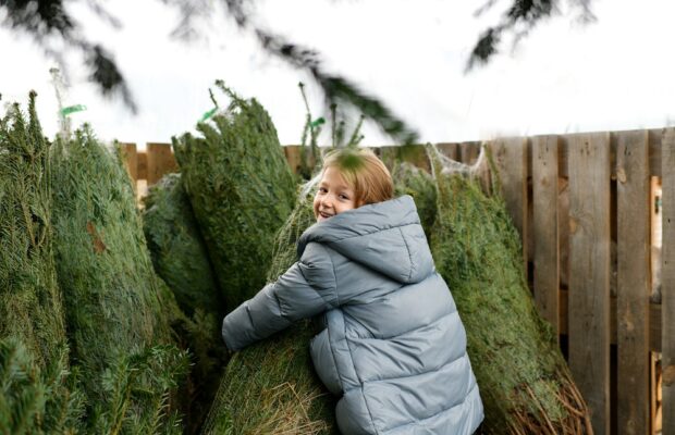 small girl chooses a christmas tree in the market.
