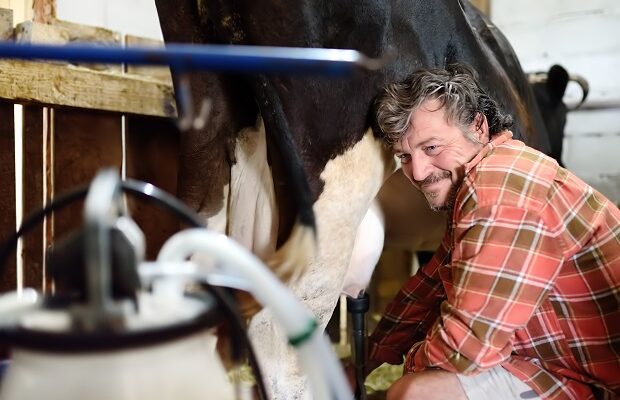 handsome mature farmer is using milking facility for cows in cowshed own farm. mechanized milking equipment. growing livestock is a traditional direction of agriculture.