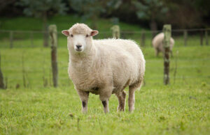 a ewe standing in a lush new zealand paddock.