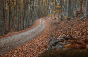 dirt road in the autumn yellow forest.