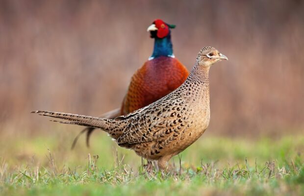 couple of common pheasant on a meadow in springtime