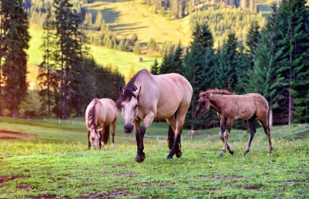 horses on the meadow in the mountains