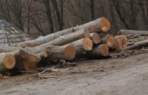lemn moldova noua