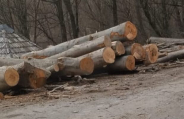 lemn moldova noua