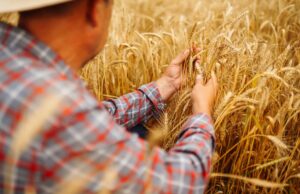 young agronomist in grain field. farmer in the straw hat standing in a wheat field. cereal farming.