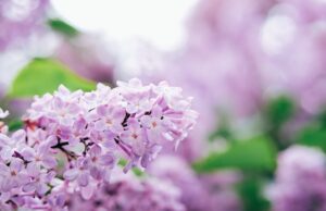 beautiful spring or summer lilac background.
