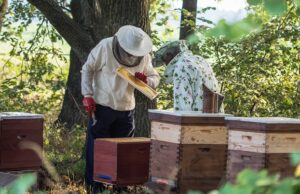 beekeepers is working with bees and beehives on the apiary. auth