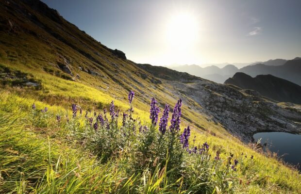 morning sunshine over alpine flowers in mountains