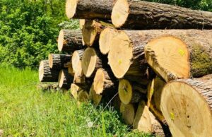 lemn garda forestiera
