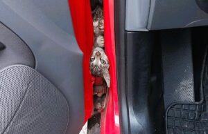 Doi pisoi s-au ascuns în portiera unei mașini din Reșița.
