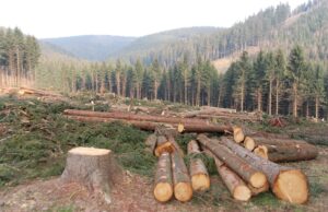 lemn taiat ilegal timisoara
