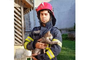 pui de pisica salvat de pompieri
