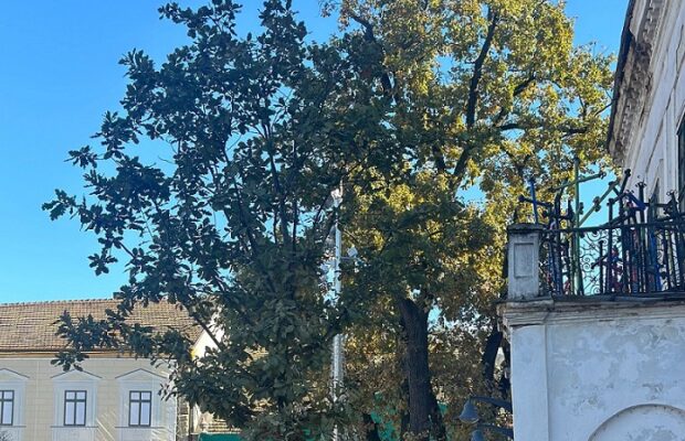 stejarul din piata libertatii din Timisoara