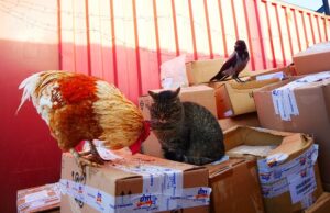 Sepale Timisoara donatie hrana animale dm