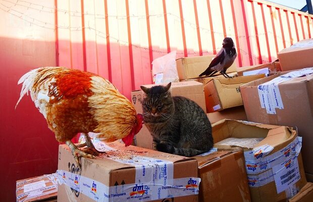 Sepale Timisoara donatie hrana animale dm