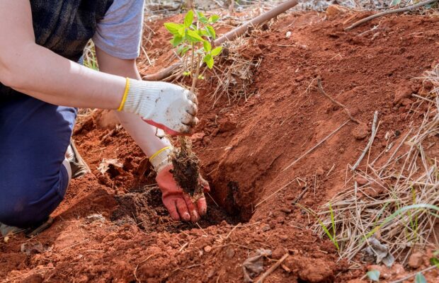 in the garden soil, a gardener woman plants flowers with her hands.