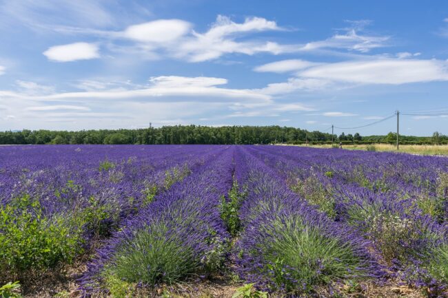 cultura ecologica de lavanda