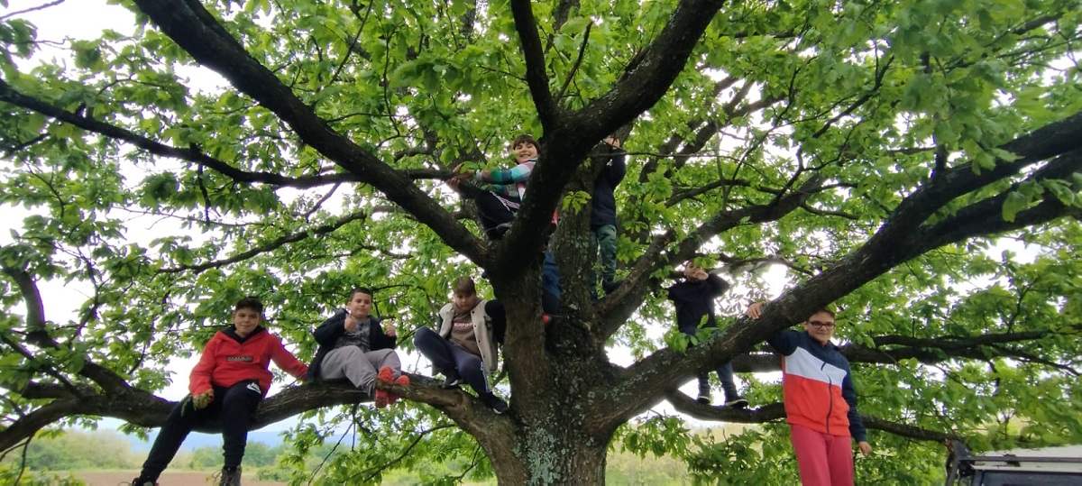 copii in copaci
