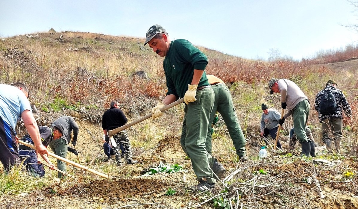 Împăduriri în Valea Almăjului, CarașSeverin
