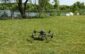 drona garda de mediu timis