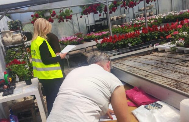 inspectorii de munca din timis au amendat comerciantii de flori care lucrau la negru